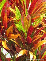 Leaves of red, orange, yellow and green.