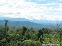 La selva enorme en el camino de Tena a Puyo. Ecuador, Sudamerica.
