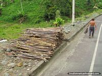 Larger version of Sugarcane on roadside between Tena and Puyo.