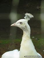 Versão maior do Um pavão branco em Parque Verdadeiro em Puyo.