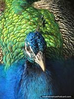 Larger version of A blue and green peacock at Parque Real in Puyo.