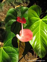 Red/pink flower and big green leaves, plant at Parque Real in Puyo. Ecuador, South America.