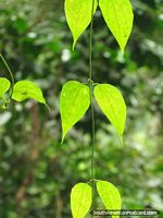 Green leaves in the sunlight, Podocarpus National Park in Zamora. Ecuador, South America.