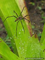 Una araña y red en Parque Nacional Podocarpus, Zamora. Ecuador, Sudamerica.