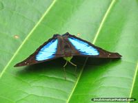 Versão maior do Borboleta azul e preta em uma folha em parque nacional Podocarpus, Zamora.