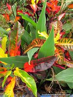 Green, red, orange and yellow leaves in gardens beside river in Zamora. Ecuador, South America.