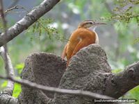 Pássaro marrom em uma árvore em Vilcabamba. Equador, América do Sul.