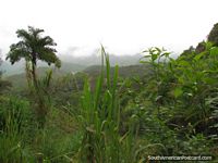 The jungle between Zumba and Pucapamba. Ecuador, South America.