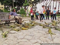 Parque Seminario, park of iguanas in Guayaquil. Ecuador, South America.