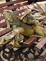 3 iguanas on a park bench at Parque Seminario in Guayaquil. Ecuador, South America.