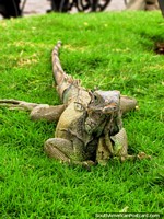 Uma iguana na grama em Parque Seminario em Guayaquil. Equador, América do Sul.