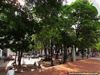 Park area and trees along the Malecon walkway in Guayaquil. Ecuador, South America.
