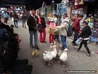 Los gansos y los pollitos andan a lo largo de los senderos en Latacunga. Ecuador, Sudamerica.