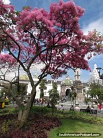 El árbol rosado vivo asombroso en el Plaza de Armas de Quito. Ecuador, Sudamerica.