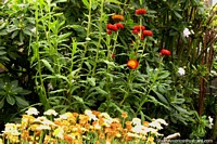 Versão maior do Flores vermelhas/amarelas nos jardins em Parque Juan Montalvo em Ambato.