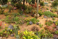 Gardens of cactus and flowers at Jardin Botanico de Ambato Atocha la Liria. Ecuador, South America.