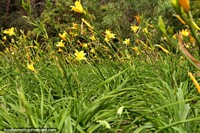 Versão maior do As flores amarelas conseguem o céu nos pastos dos jardins botânicos de Ambato.