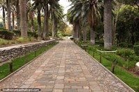 Pathway lined with palm trees at Jardin Botanico de Ambato Atocha la Liria.