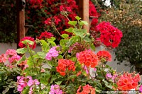 Versão maior do Jardim de flores do lado de fora da casa de Juan Leon Mera nos jardins botânicos de Ambato.