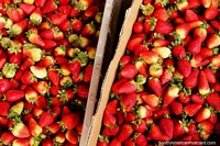 Ecuador Photo - Fresh strawberries from the city of fresh fruit Ambato.