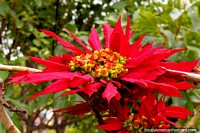Versão maior do Flor vermelha e amarela em Parque Bolivar em Guaranda.