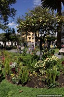 Trees and gardens at Parque Sucre in Riobamba. Ecuador, South America.