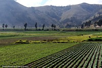 Crop fields and hills around Cajabamba, south of Riobamba. Ecuador, South America.