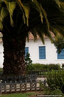 Palmeira com um museu atrás junto de Parque San Sebastian em Cuenca. Equador, América do Sul.