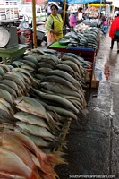 Fresh fish brought overnight from the coast for sale at Pujili market in the mountains. Ecuador, South America.