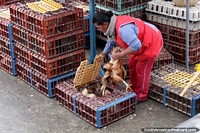 Larger version of Chickens provide food but get treated like crap at Saquisili market, why?