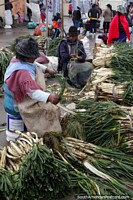 As pessoas preparam as suas cebolas de primavera para vender no mercado de Saquisili. Equador, América do Sul.