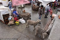 Un par de ovejas llegan al mercado de animales Saquisilí. Ecuador, Sudamerica.