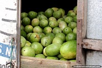 Um caminhão que explode com melancias chega ao mercado de Saquisili. Equador, América do Sul.