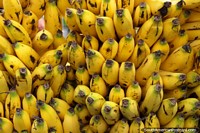 50 bananas da mesma famïlia em mercado de Saquisili. Equador, América do Sul.