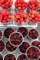 Boysenberries e morangos, tudo do qual precisamos agora é alguma nata, Saquisili. Equador, América do Sul.