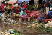 2 Quechua women organize their spring onions to sell at Plaza Gran Colombia in Saquisili. Ecuador, South America.
