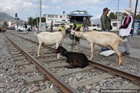 Ecuador Photo - Goats for sale on the train tracks near the station in Ibarra.