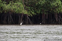 Madre y bebé cigüeñas alrededor de los manglares en la costa de San Lorenzo. Ecuador, Sudamerica.