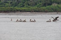 Alguns muitos pelicanos nas águas em volta de San Lorenzo. Equador, América do Sul.