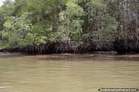 Larger version of Mangroves, small shrub or tree growing in water, San Lorenzo.