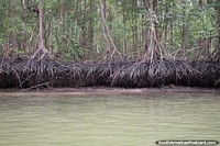 Mangroves are salt-tolerant trees, San Lorenzo boat excursion. Ecuador, South America.