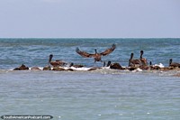Pelicans on rocks beside Bird Island at Atacames beach, large wing span. Ecuador, South America.