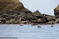 Muitos pelicanos ao longo da costa em volta de praias de Sua e Atacames. Equador, América do Sul.