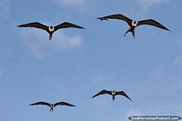 4 black and white birds similar to magpies fly in unison at El Matal beach. Ecuador, South America.