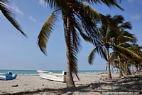 Linhas de palmeiras atrás da praia em El Matal, areias brancas cristalinas. Equador, América do Sul.