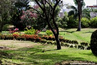 Flora rosa e vermelha, a beleza verde dos jardins botânicos em Portoviejo. Equador, América do Sul.