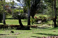 Camino a través de un jardín de árboles altos, ferms, césped y flores en los jardines botánicos de Portoviejo. Ecuador, Sudamerica.