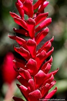 Versão maior do Uma escadaria de pétalas vermelhas, flora nos jardins botânicos em Portoviejo.