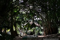 Grande bambu junto da ponte através do tanque nos jardins botânicos, Portoviejo. Equador, América do Sul.