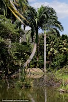 Hermosas palmeras altas con tupidas marquesinas en los jardines botánicos, Portoviejo. Ecuador, Sudamerica.